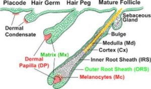 what is hair follicle